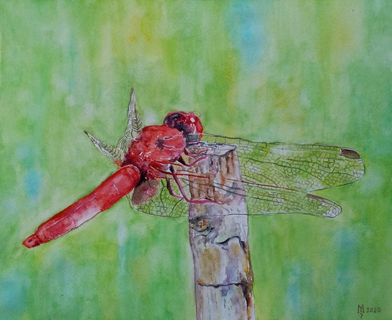 DRAGONFLY