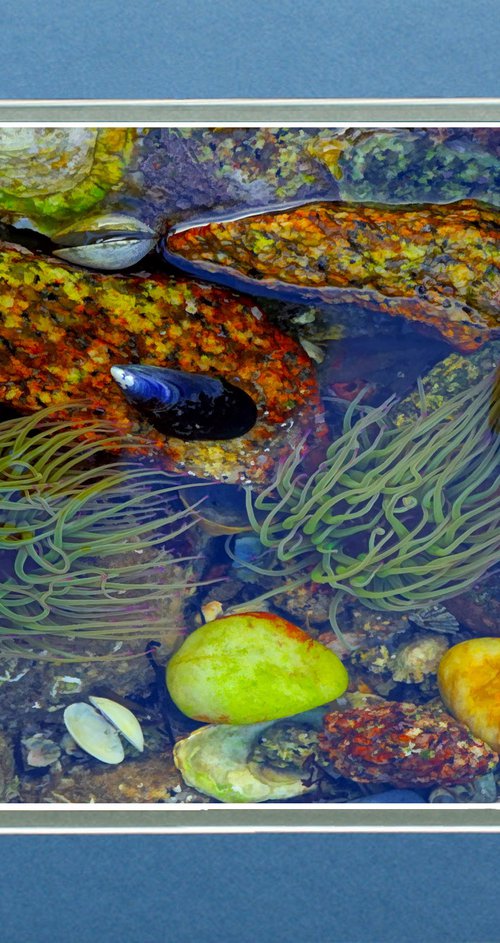 Rock-pool Brittany by Robin Clarke