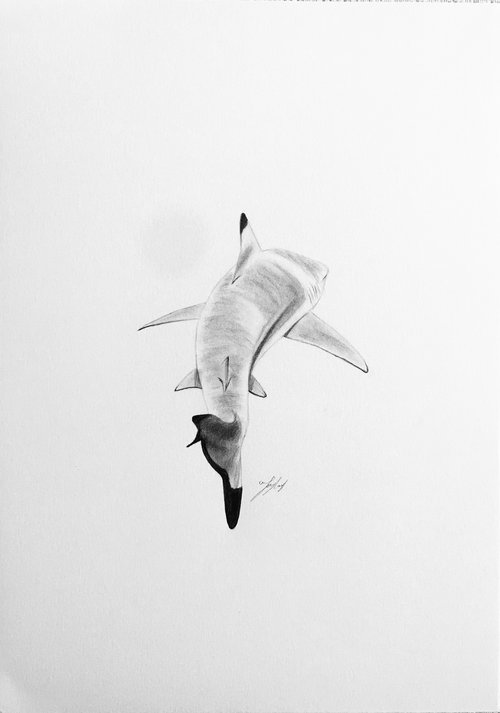 Great white shark 2 by Amelia Taylor