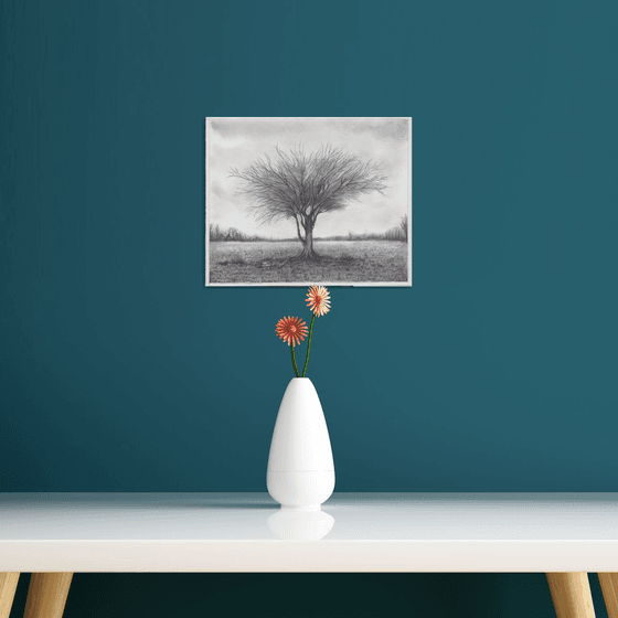 Mulga Desert Tree
