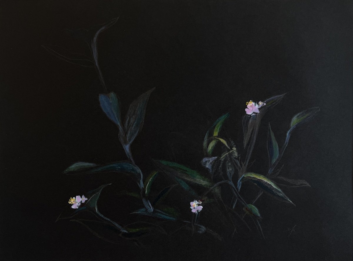 Botanical Drawing By Maxence Ma, 17 X 12", Three Wishes, Original Artwork