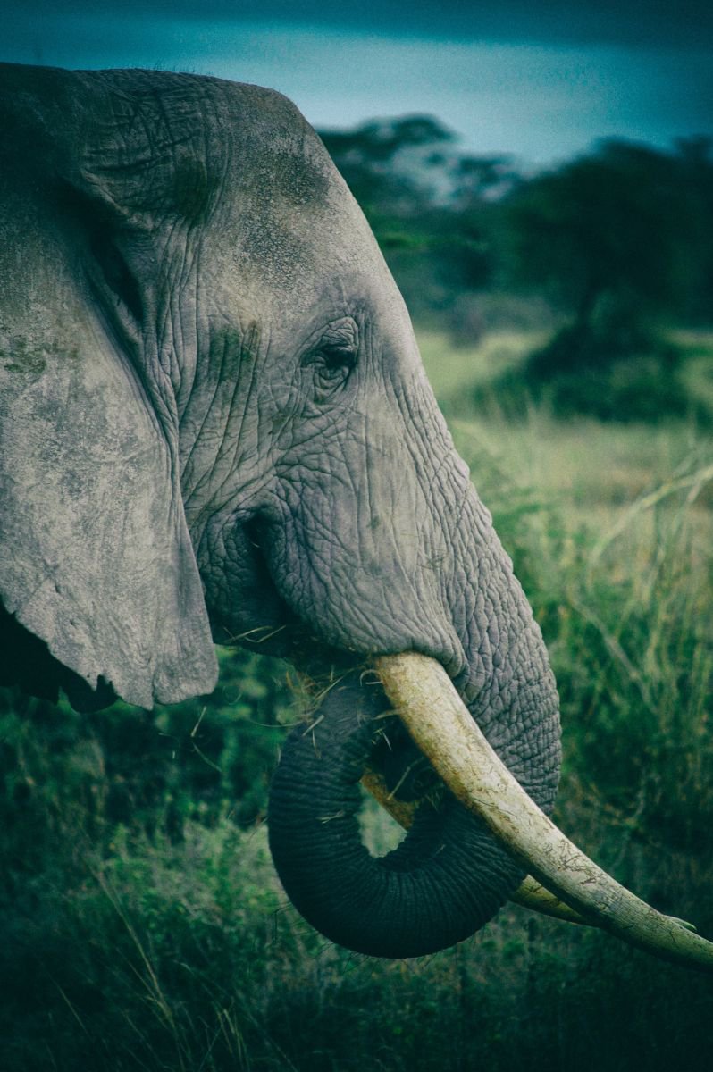 African Bull Elephant by Marc Ehrenbold