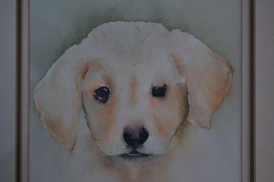 Labrador Puppy Original Watercolour - Framed