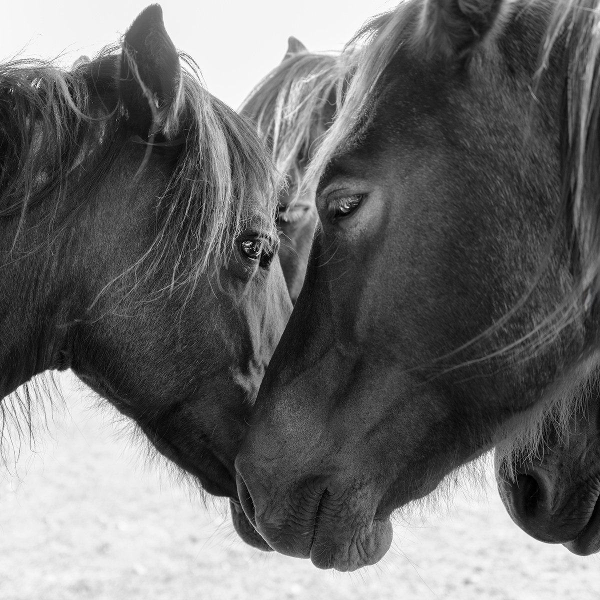 Photorealistic Animal Photograph By Andrew Lever, 40 X 40, Together, Original Artwork