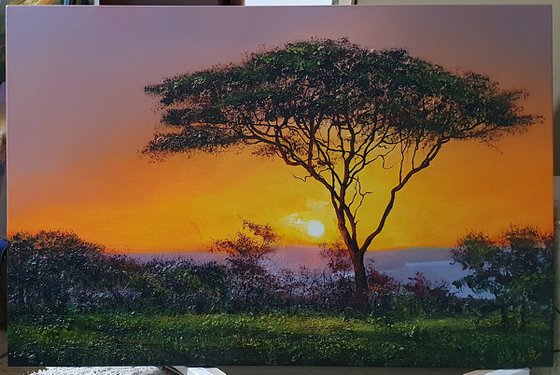 " Africa - Acacia tree " Special Price !!!