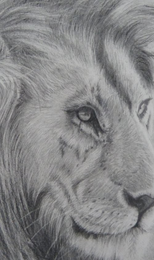 Lion by Silvia Frei