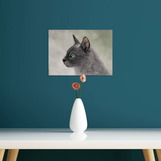 Grey cat