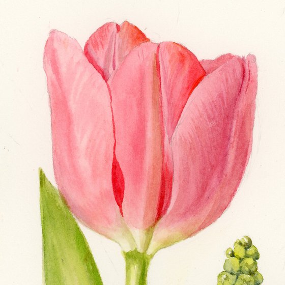 Tulip and Muscari.