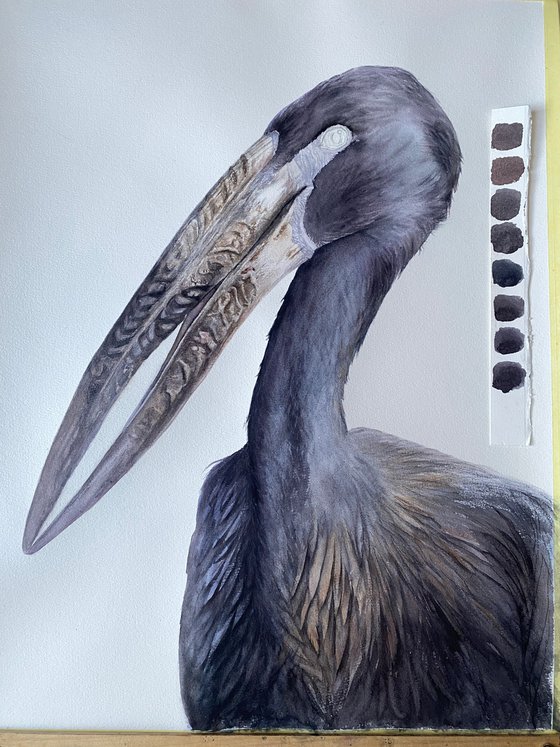 African Openbill Stork