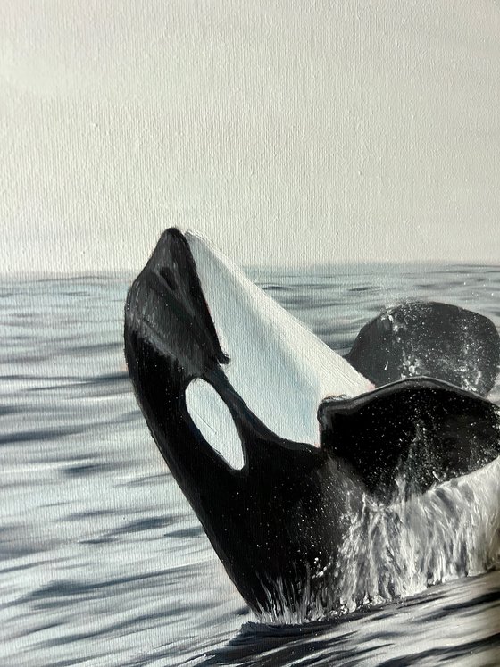 Smiling Orca