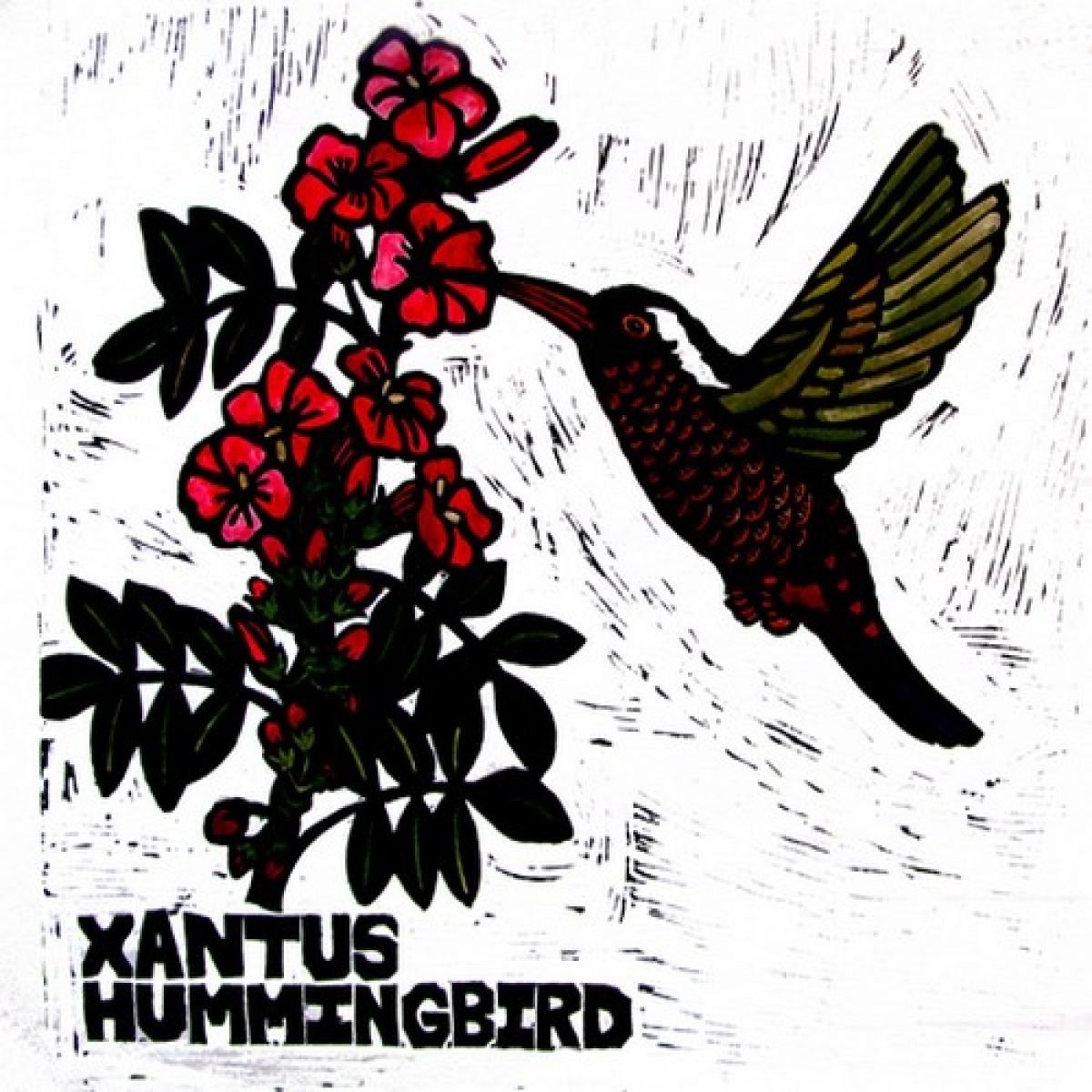 XANTUS HUMMINGBIRD by Laurel Macdonald