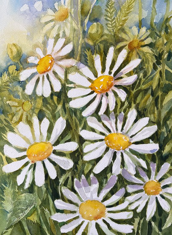 Daisy Dance
