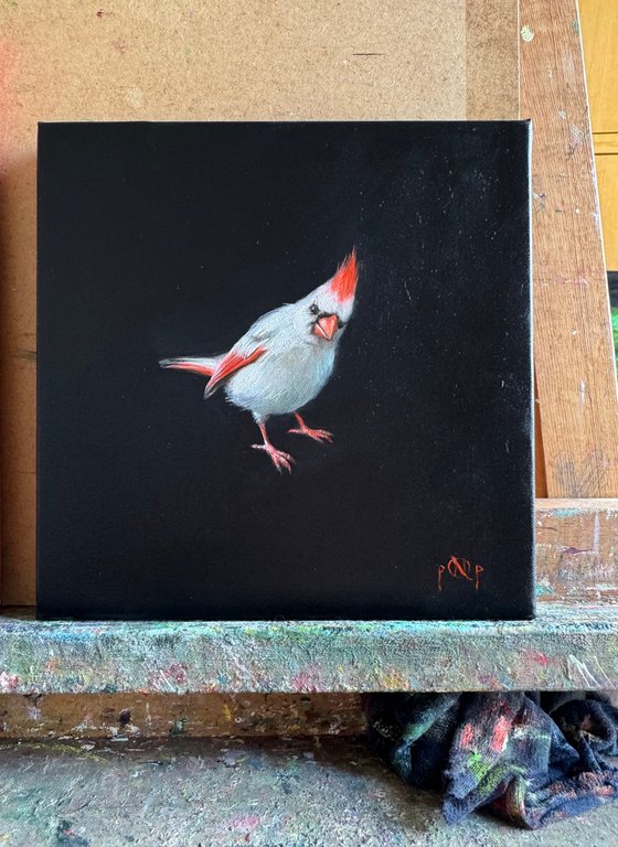 Cardinal Albinos