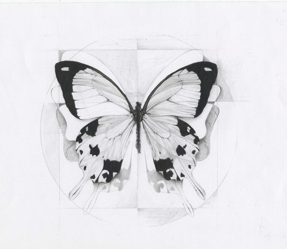 Una farfalla