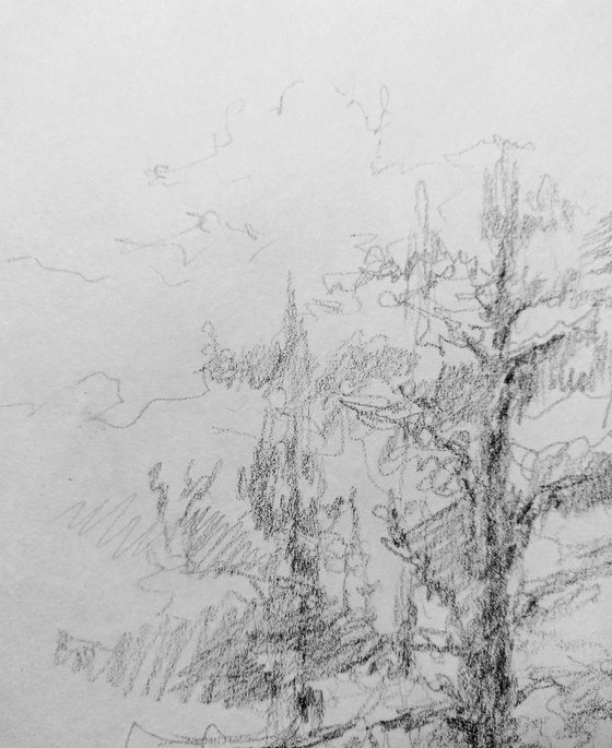 Pine trees. Sketch. Original pencil drawing on paper