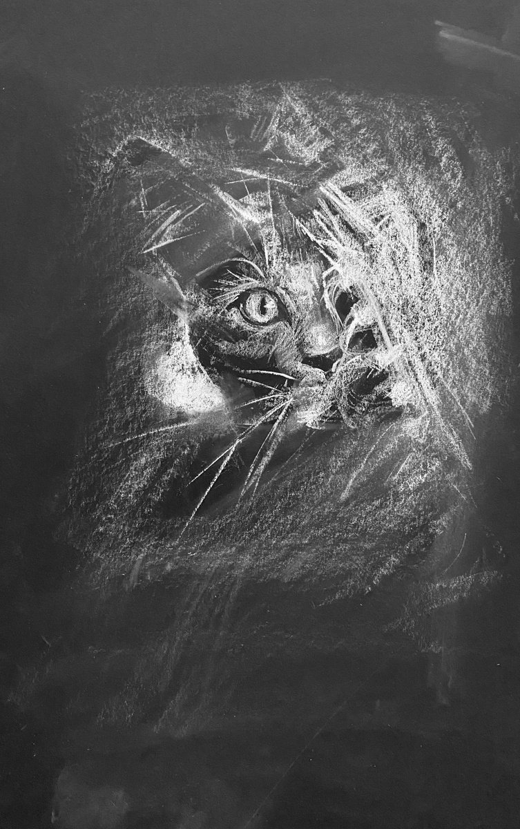 Cat V by Olga Bolgar