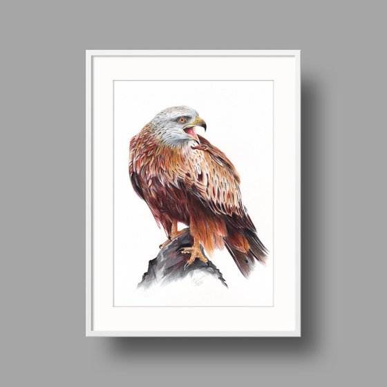 Red Kite