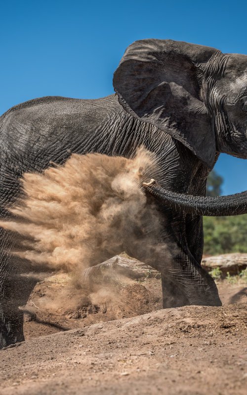 Dustbuster by Nick Dale