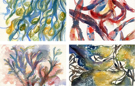 Set of 4 Watercolour Paintings of Seaweeds