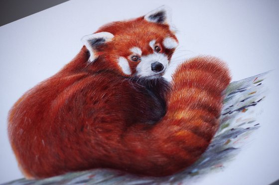 Red Panda Portrait