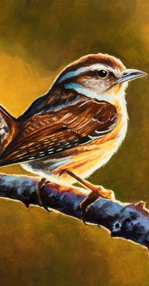 Carolina wren bird at sunset by Lucia Verdejo