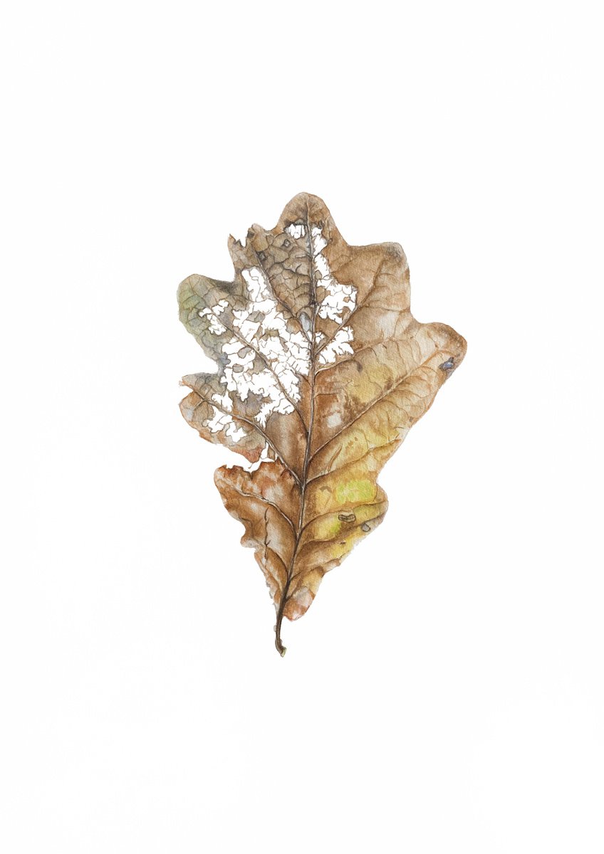 Last dance - oak leaf botanical watercolour illustration. by Nataliia Kupchyk