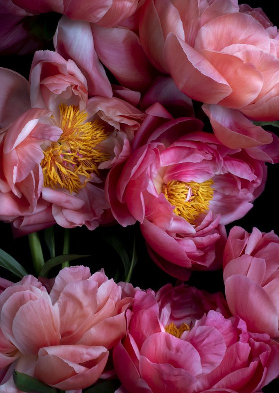 Paeonia ''Coral Sunset'
