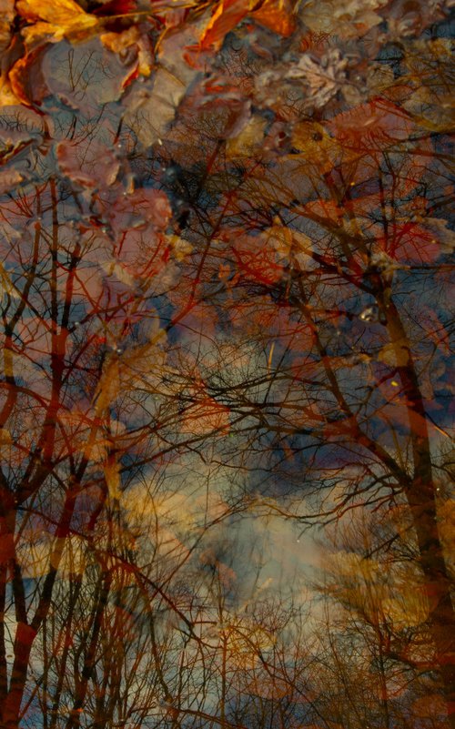 Imaginary forests 7 by Jochim Lichtenberger