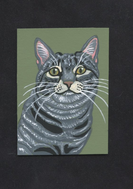 Gray Tabby Cat