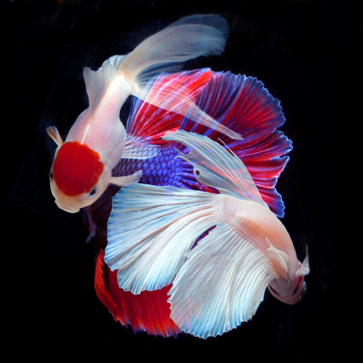 Abstract Animal Photograph By Michael Filonow, 32 X 32", Betta Collage 53, Original Artwork