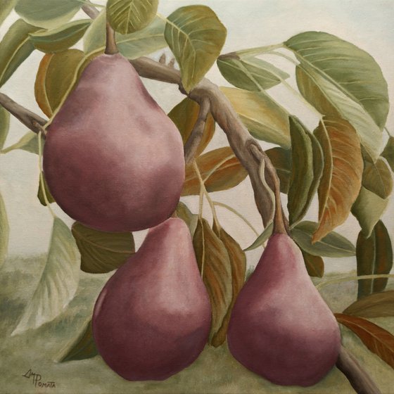 Max Red Bartlett Pears