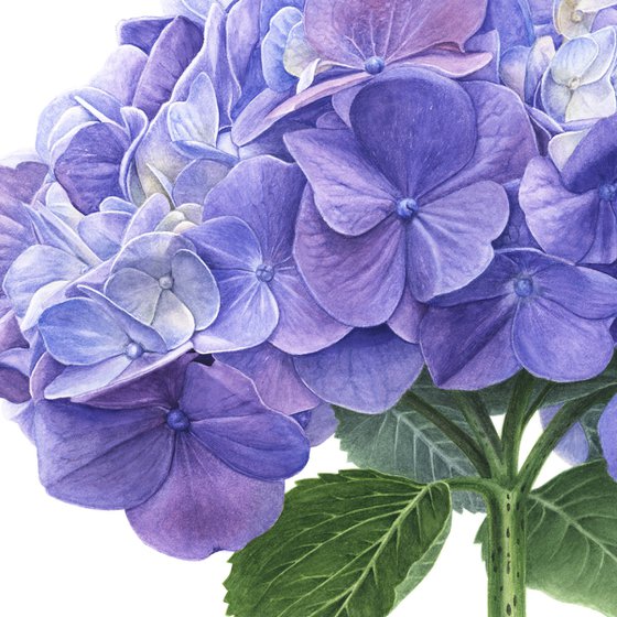 Blue Hydrangea