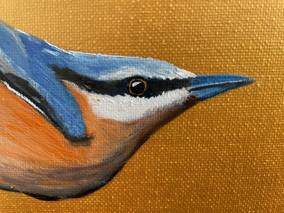Nuthatch