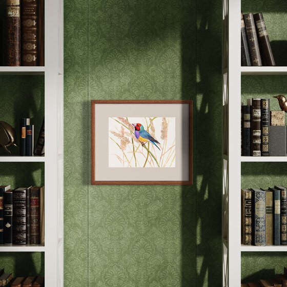 Gouldian Finch