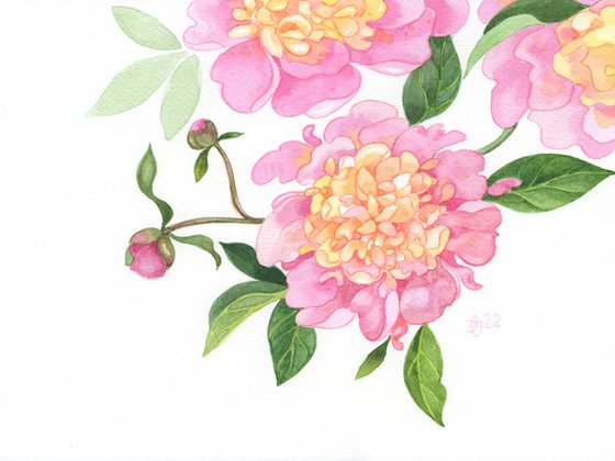 Pink peonies