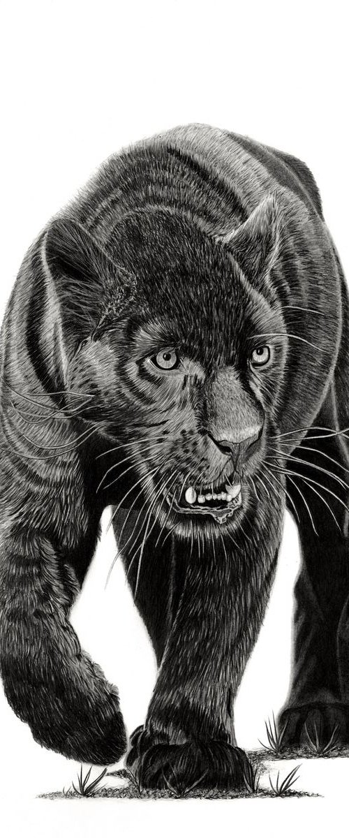 Black Panther by Paul Stowe