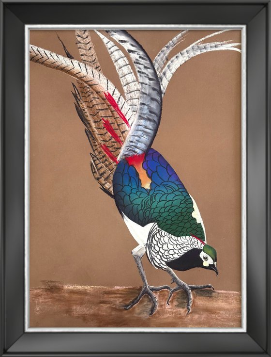 LADY AMHERST’S PHEASANT