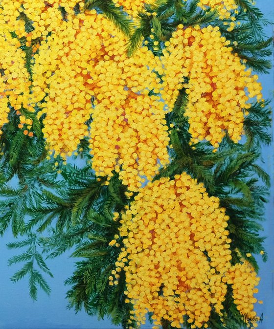 Mimosas in Bloom