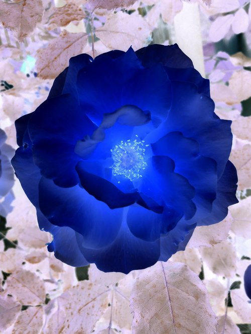 Blue flower by Mattia Paoli