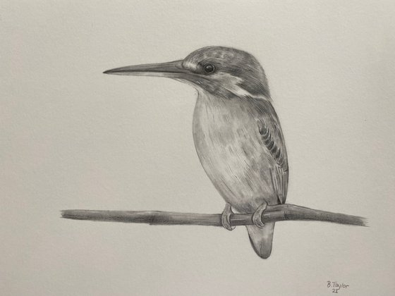 Pencil drawing kingfisher