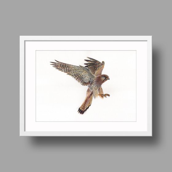 European Kestrel