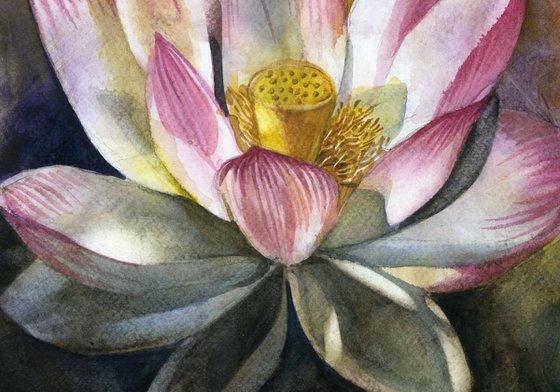 Lotus blossom watercolor