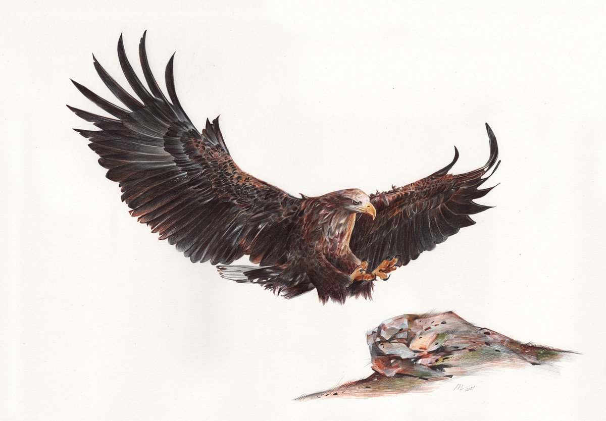 Photorealistic Animal Drawing By Daria Maier, 20 X 14, White-Tailed Eagle, Original Artwork
