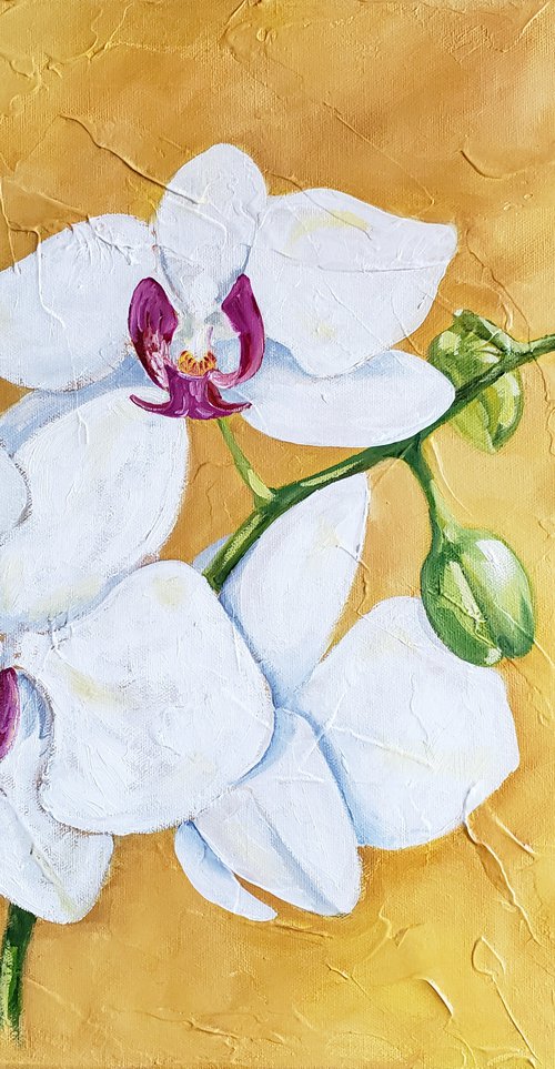 Flower - Botanical - "White Orchid" by Katrina Case