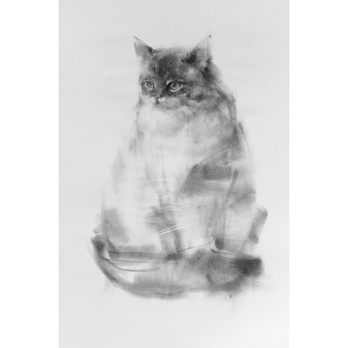 Portrait Of a Ragdoll Cat 2 by Tianyin Wang