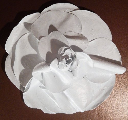 White Flower by Graciela Castro