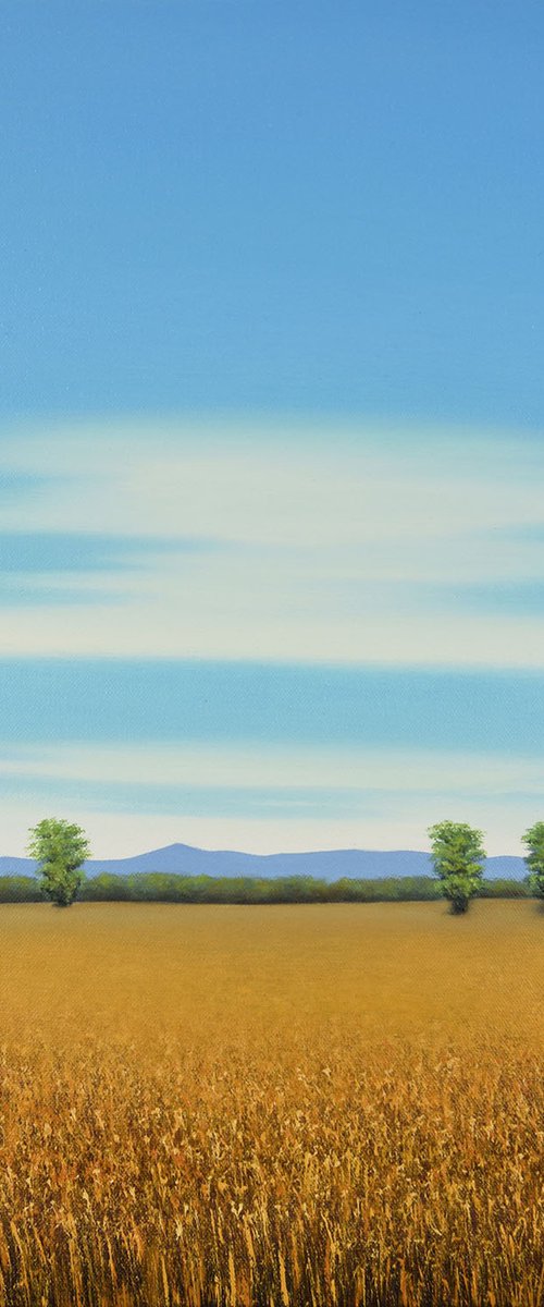 Sun Ripe Wheat - Blue Sky Landscape by Suzanne Vaughan