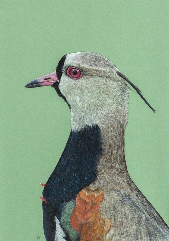 Original pastel drawing bird "Southern lapwing"