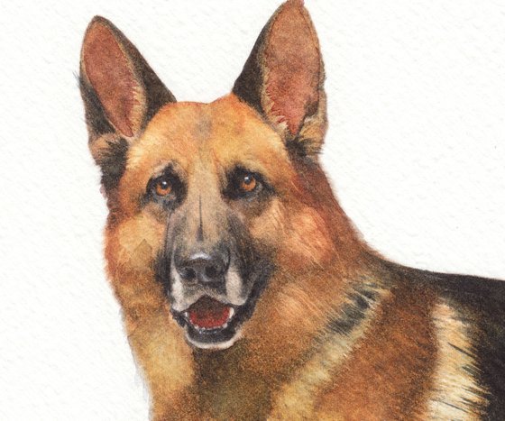 German shepherd III