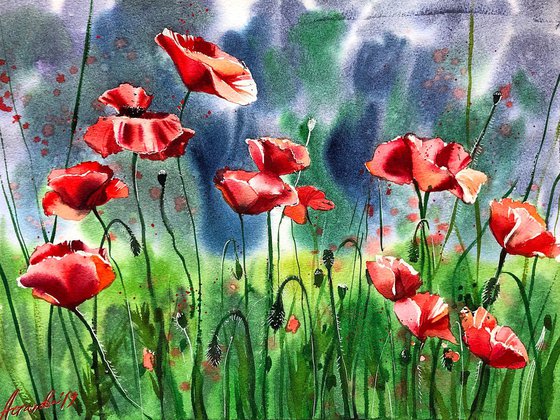 Poppies from Belmont-sur-Morges